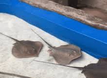 stingray